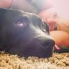 amygillespie803